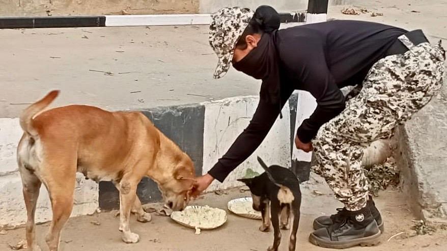 Good samaritans have taken it upon themselves to feed stray animals amid the global lockdown.