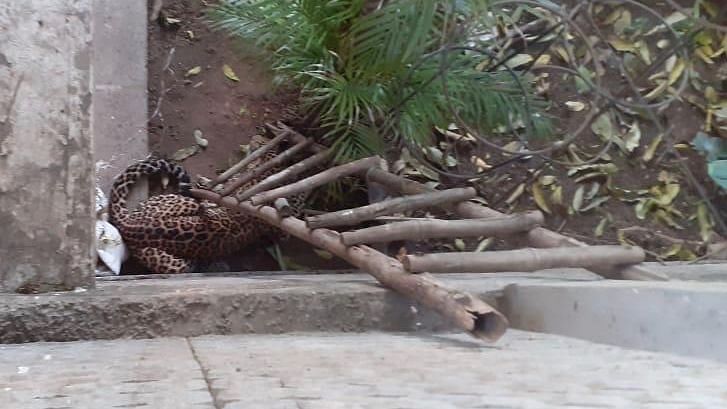 Leopard Spotted in Chandigarh, Residents Asked to Stay Indoors