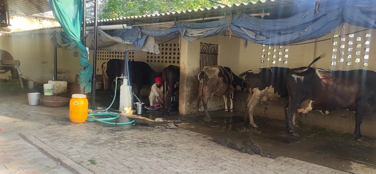 ,Doing relatively better is Harpreet Singh, who has 12 cows. After over a week he has started selling milk to Punjab government-owned Verka.