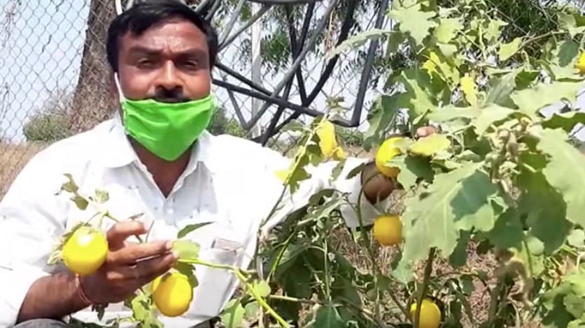 Farmers have urged the Maharashtra government to compensate for the losses incurred by them during the coronavirus lockdown.