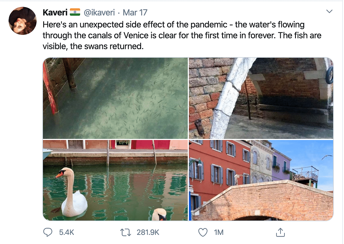 Amid Italy Lockdown Unrelated Photos Of Dolphins Swans Go Viral