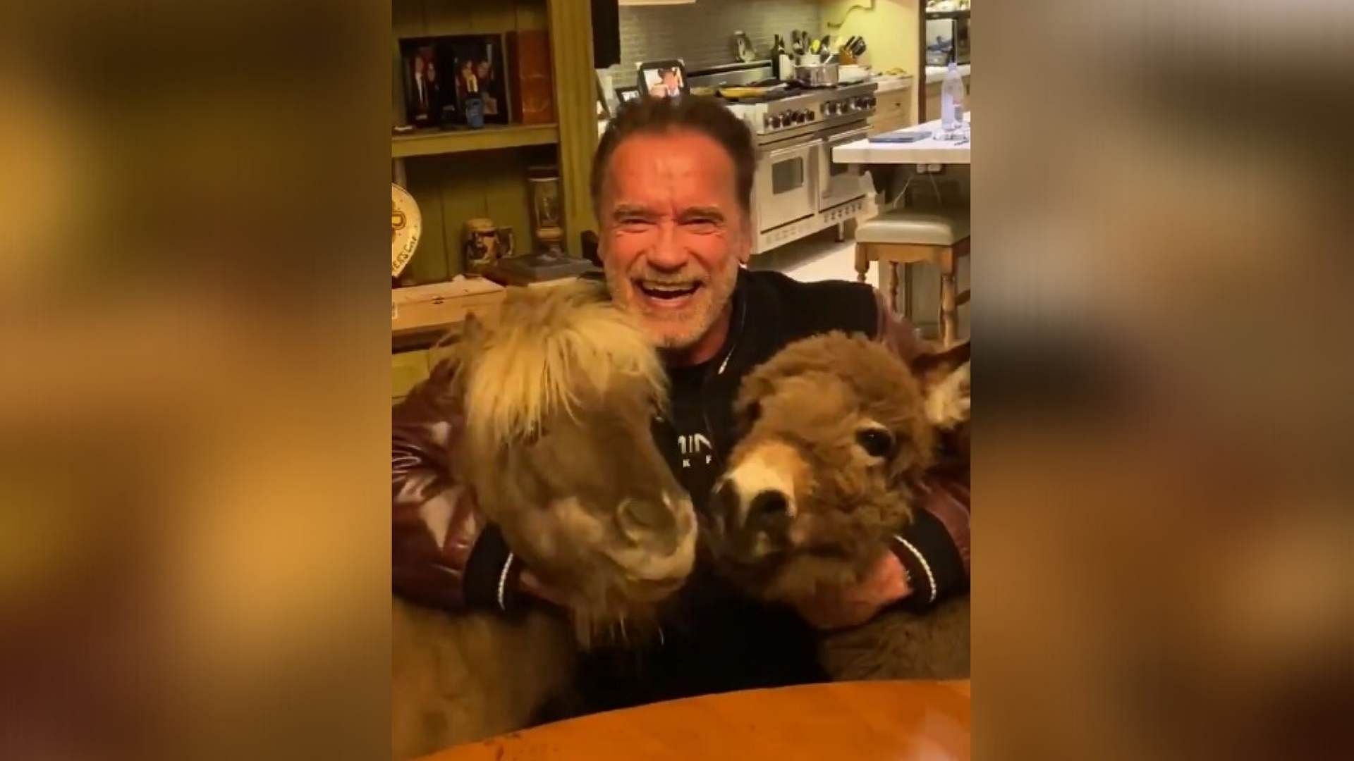 Actor Arnold Schwarzenegger with his pets Whiskey and Lulu.
