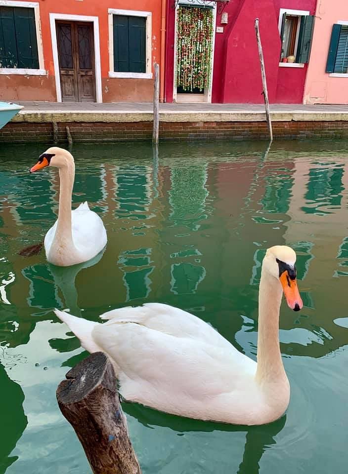 The pictures of swans is from Burano, which is a small island in the Venice metropolitan area.