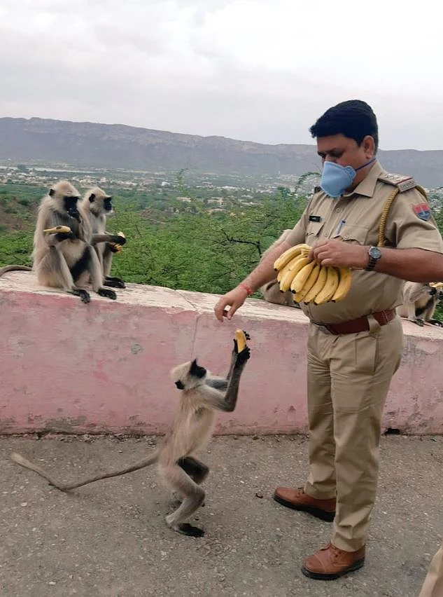 A policeman feeds bananas to the local moneys.