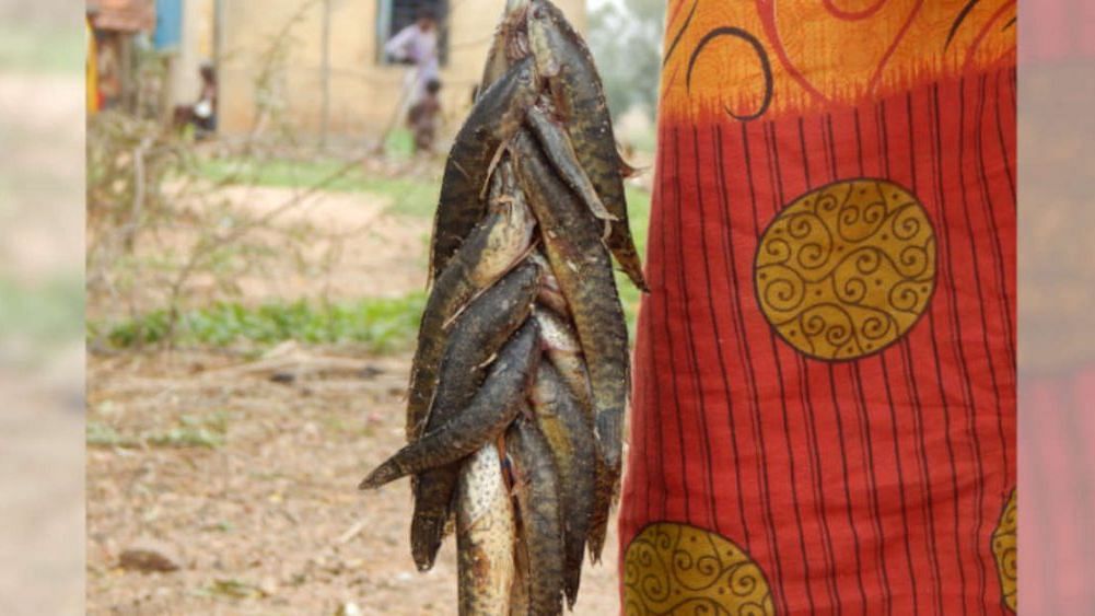 Farmers of the Kheria Sabar tribe in West Bengal’s Purulia district have been unable to sell their crops and are having to resort to loans from moneylenders, which could trap them into bonded labour, a survey report has warned. Some farmers are selling fish from local ponds to get by.