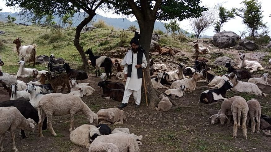 Of the 30 lakh Gujjar Bakarwals in the state, at least 15 lakh begin to migrate by the end of April, president of Gujjar Bakarwal State Youth Welfare Conference Zahid Parwaz Choudhary said.