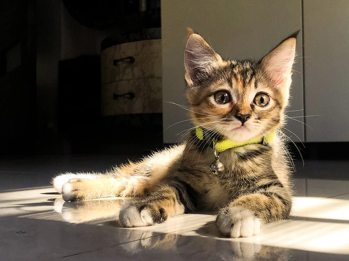 Karan’s pet cat, Luna.