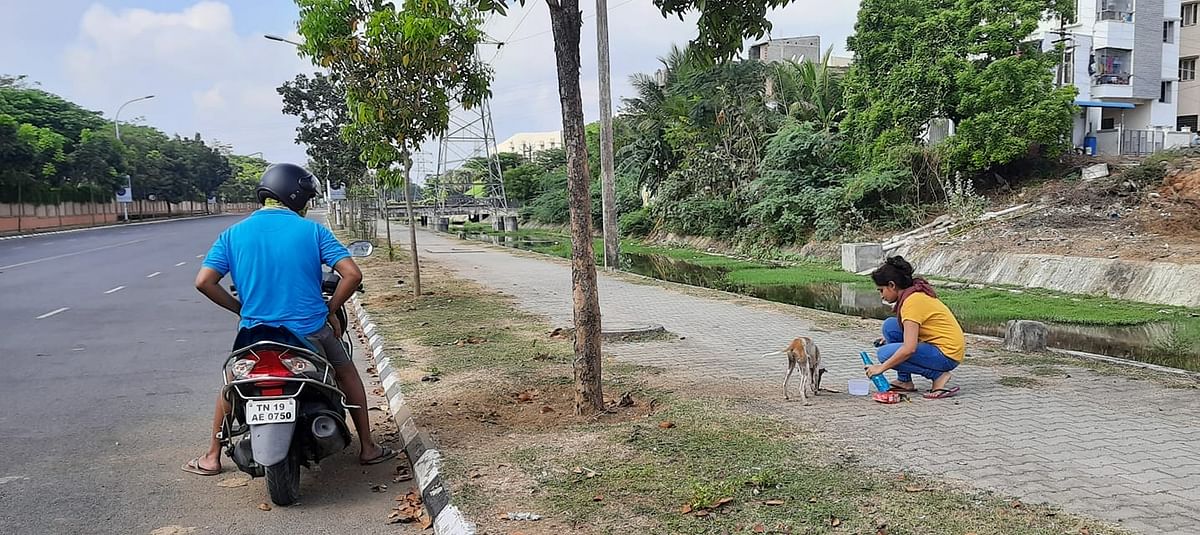 Despite the COVID-19 lockdown, Chennai’s good samaritans care for the strays. 