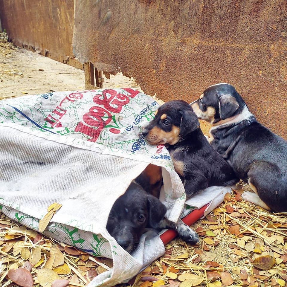 Despite the COVID-19 lockdown, Chennai’s good samaritans care for the strays. 