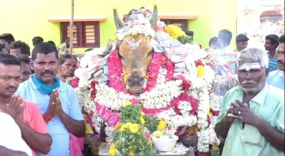 The villagers said that the bull was a deity to them and they didn’t want to let anything to stop them from giving the bull the farewell it deserved.