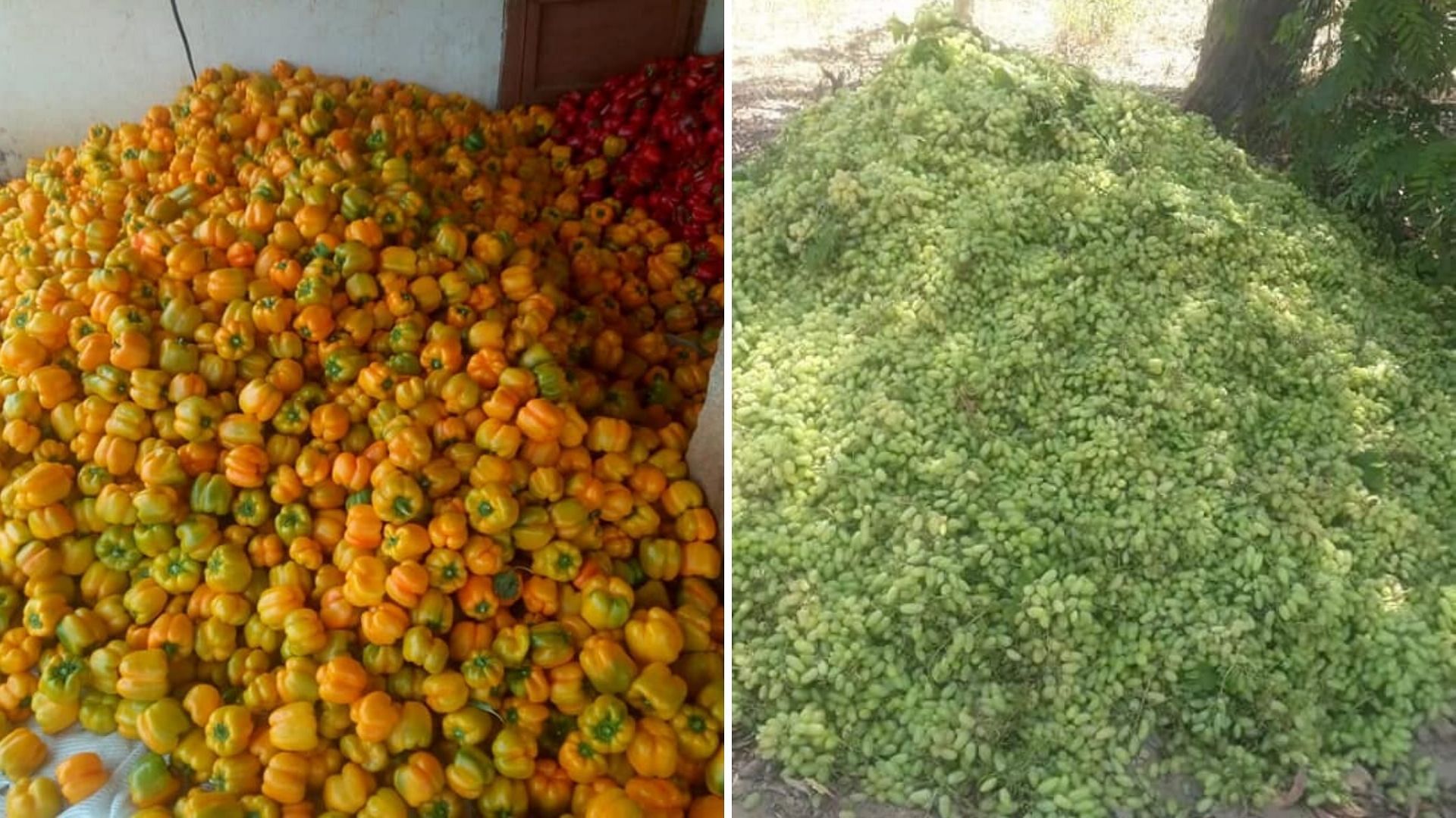 Several farmers in Karnataka are facing trying times due to the snapping of the supply chain that has forced several of them to dump their produce, unable to find the means to transport them to the markets.