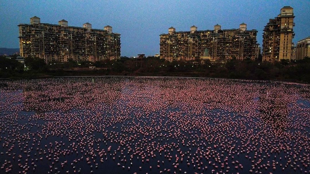 Flamingos spotted in Navi Mumbai.