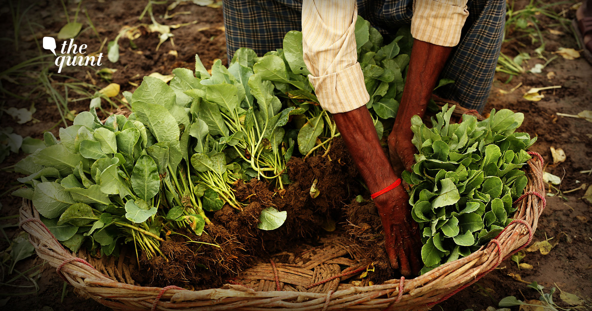 COVID-19 Quarantining and Bored? Start Growing Your Own Veggies!