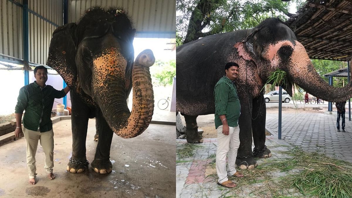 COVID-19: Pvt Elephant Owners Plead For Govt Aid, Rehab Centres