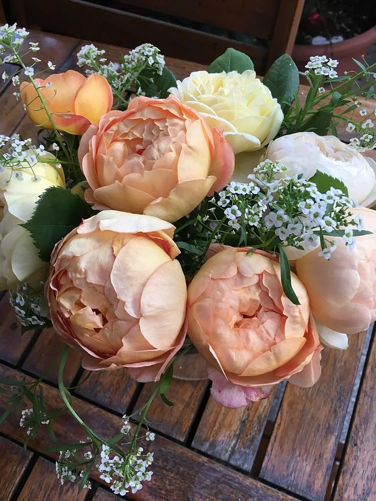 Roses from the author’s garden, from last year.