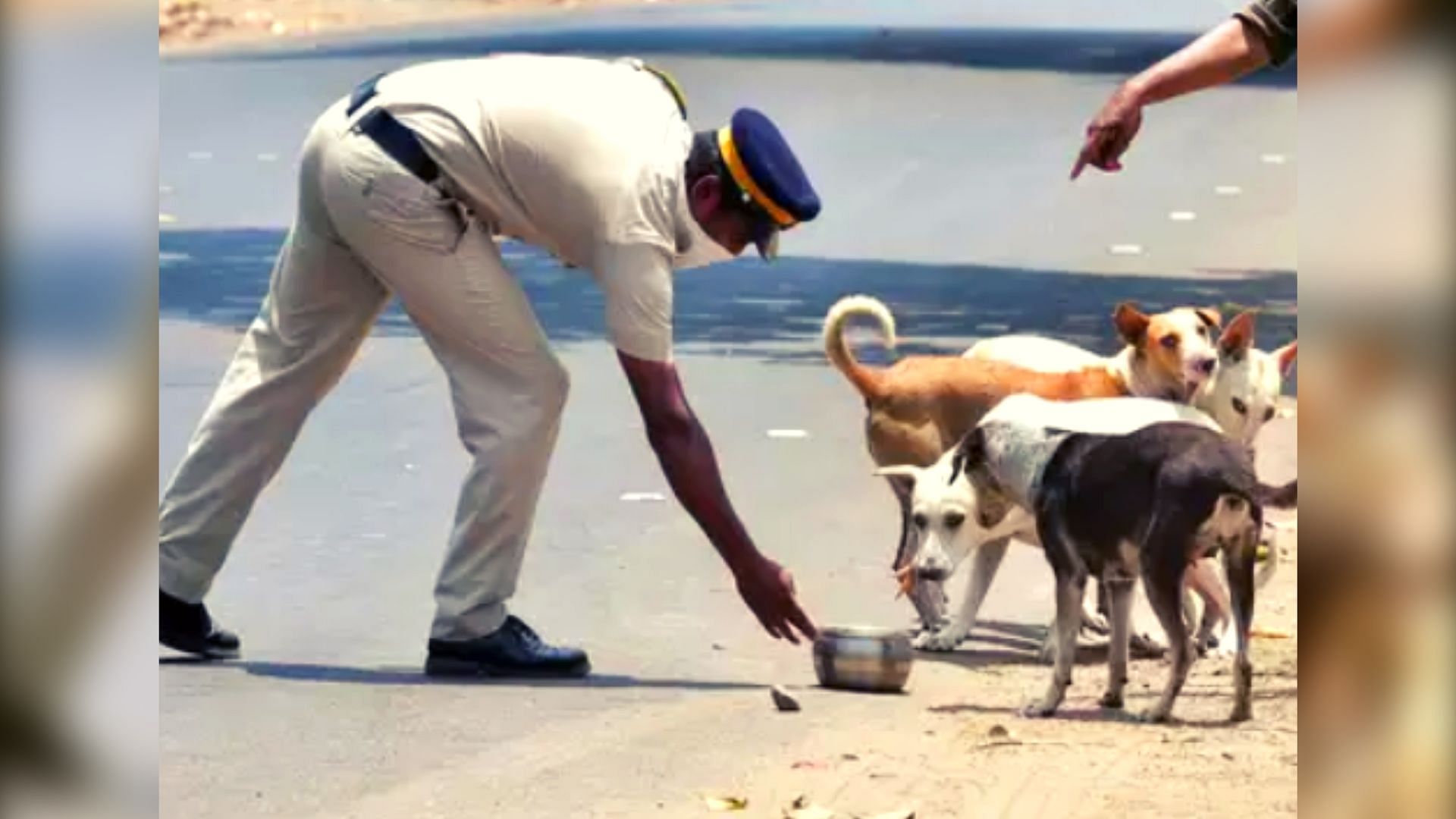 Jaipur Police feeds stray animals around the city.