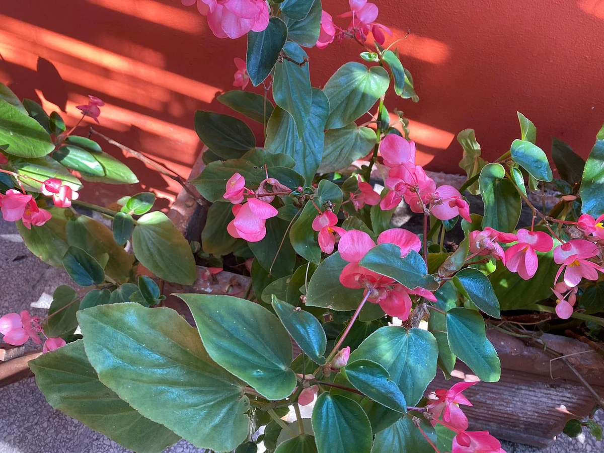 Flowers blooming in the author’s garden.