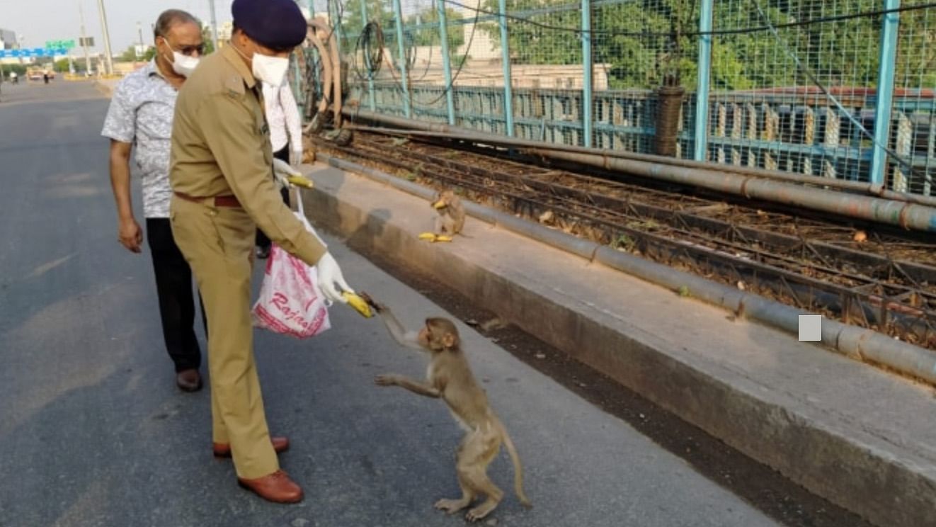 Cops feed monkeys amid lockdown