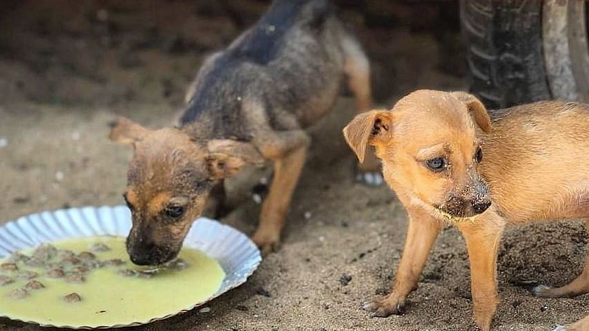 Chennai's strays have been abandoned by some, but taken care of by a huge army of volunteers.