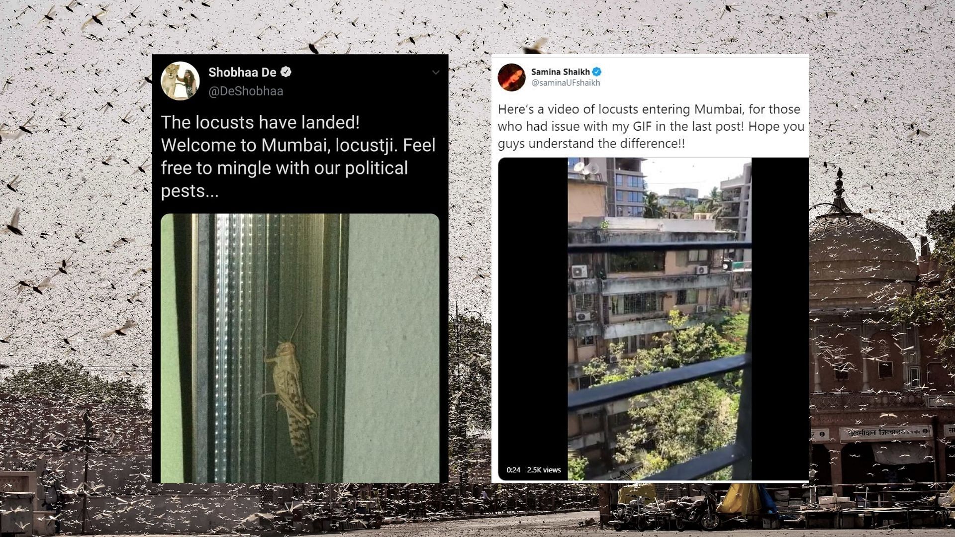 Several Mumbaikars on Thursday, 28 May, posted images and videos of a locust attack in Mumbai.