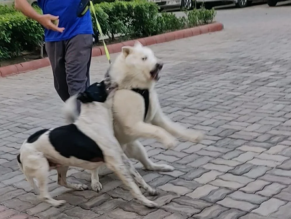 A stray dog attacking resident’s dog.
