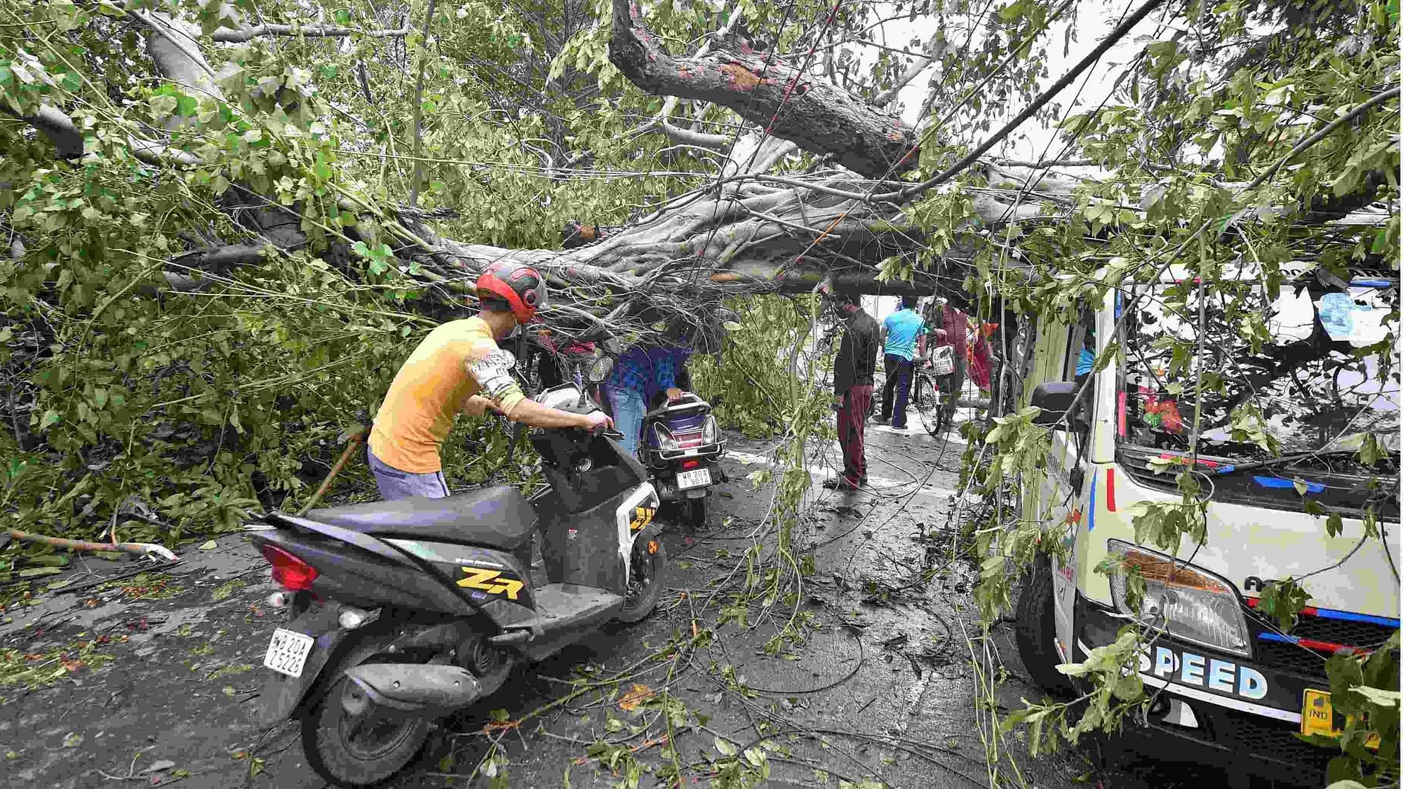 A scooterist tries to pass under an uprooted tree lying across a road in the aftermath of cyclone Amphan in Kolkata on 21 May.&nbsp;