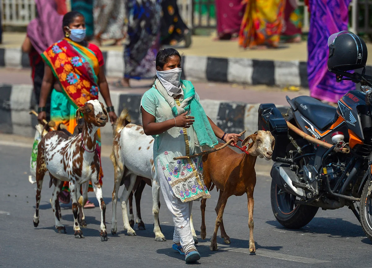 Women, wearing masks, walk with their goats along a road amid lockdown, in New Delhi, Thursday.