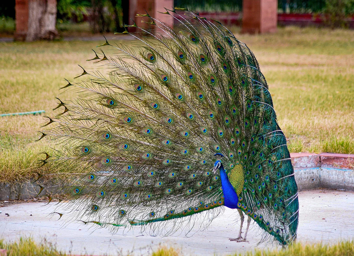 A peacock displays its colourful plumage, in Bikaner, Tuesday.