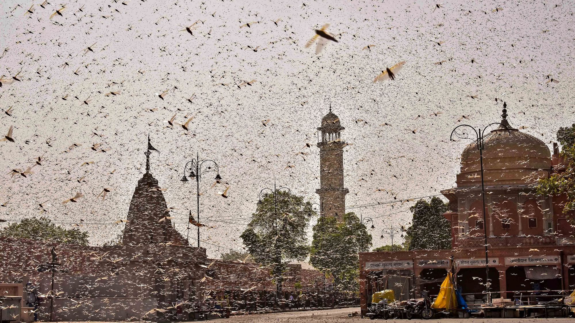 Swarms of locust were seen in the walled city of Jaipur on Monday, 25 May. 