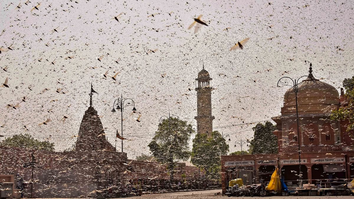 India’s Worst Locust Attack in 26 Yrs: What Does This Threat Mean?