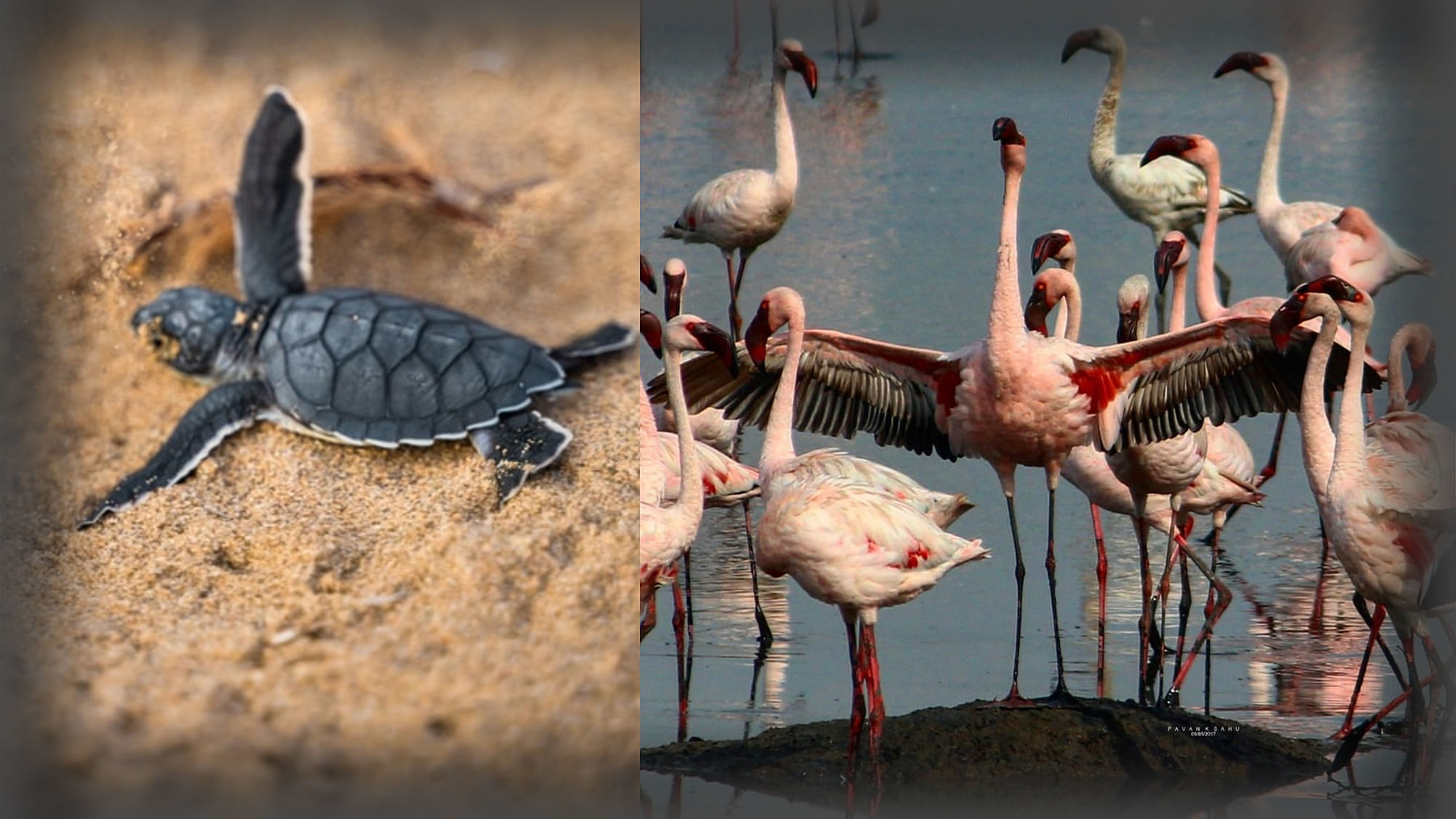 Watch thousands of flamingos turning Mumbai pink and tiny Olive Ridley hatchlings making their way to the sea in Odisha.