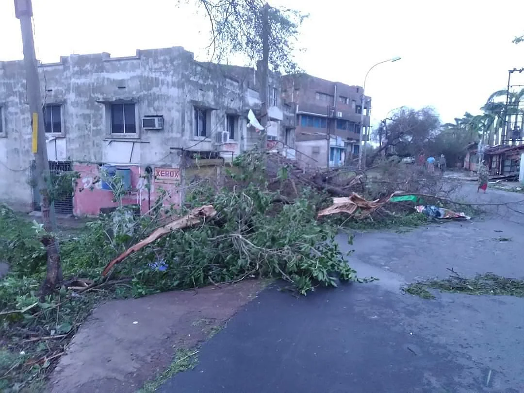 Many trees were uprooted. 