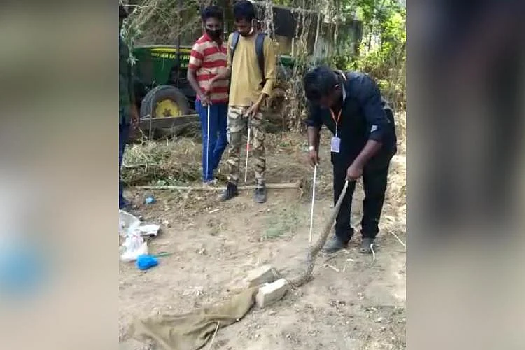 A picture of snakes being caught within hospital premises.