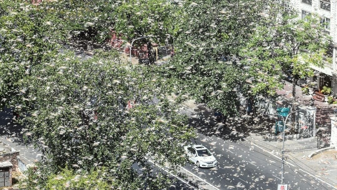 This locust attack has been reported as one of the worst attacks in 26 years.