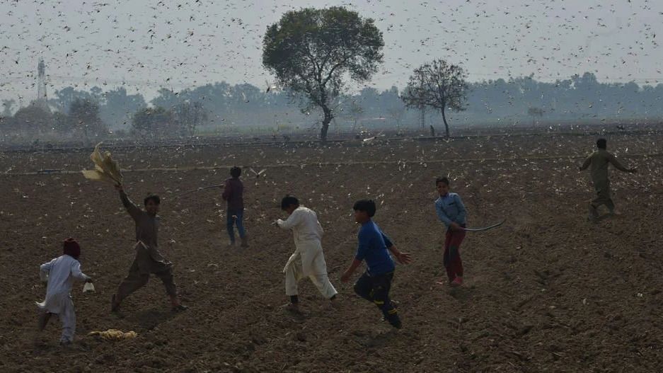 Desert locusts attack crops near Okara district, Pakistan. (