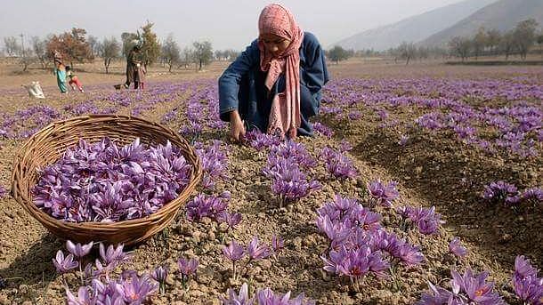 The agriculturalists, as well as growers, are ecstatic over this recognition Kashmiri saffron has got.