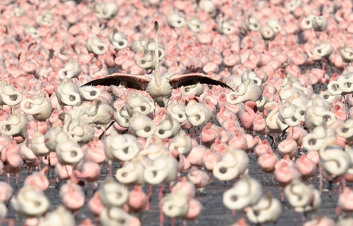 Flamingoes are seen in huge numbers behind NRI colony in Talawe wetland, Nerul, at Eastern Express Highway in Mumbai, Thursday.