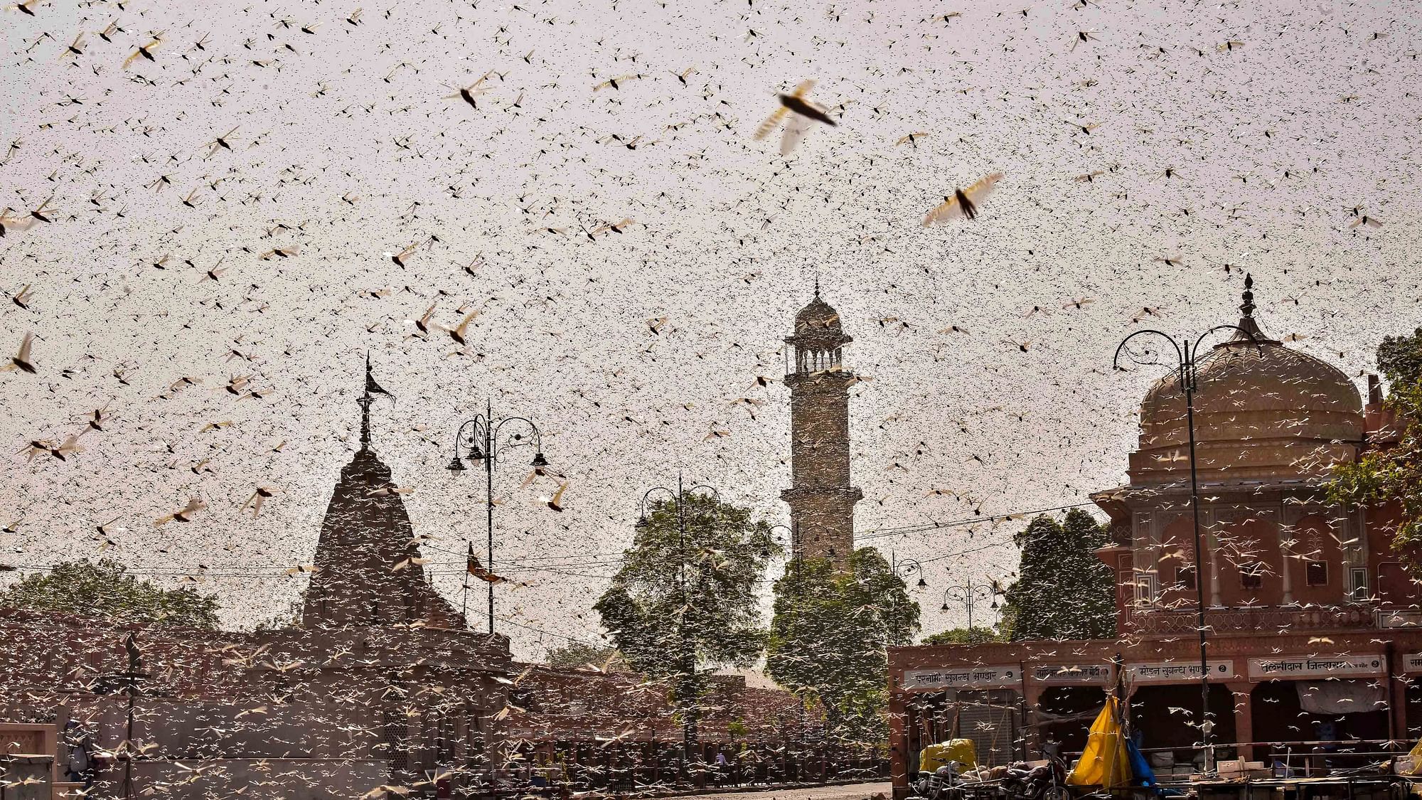 Swarms of locust in the walled city of Jaipur, Rajasthan. More than half of Rajasthan’s 33 districts are affected by invasion by these crop-munching insects.