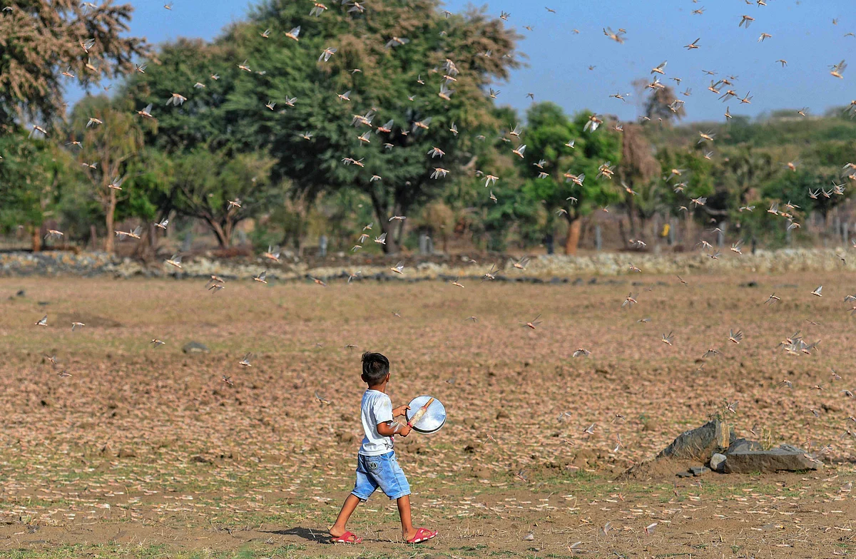 A young child attempts to chase away a swarm of locusts, at Fatehgarh Salla village near Beawar, Monday. 