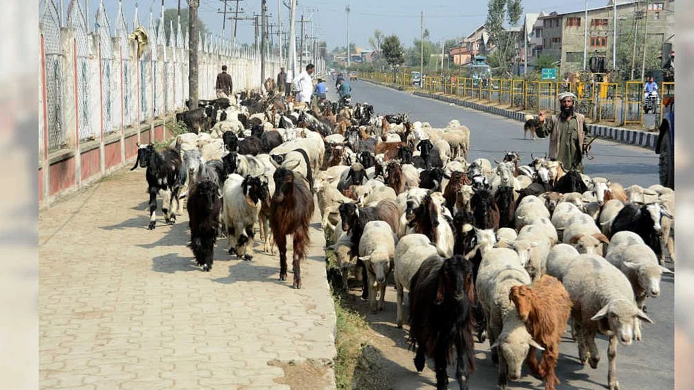 This delay will have a cascading effect on the lives of the nomadic communities and their traditional businesses.
