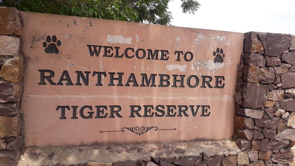 The national park, famous for its tiger-watching safaris, was reopened for tourists briefly.