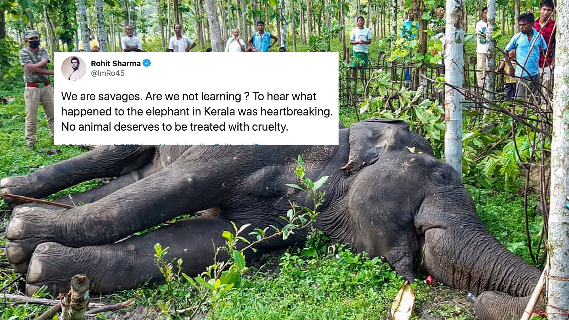 Rohit Sharma said it was heartbreaking to hear about the death of a pregnant elephant in Kerala, adding that no animal deserves to be treated with cruelty.