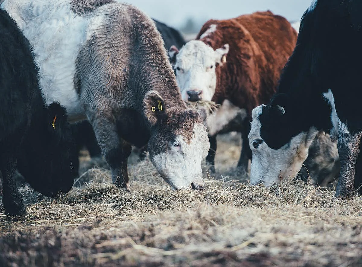 Watch out for the cowpats.