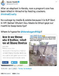 Gurdayal Singh, the owner of the injured cow in Bilaspur, said that the one seen in the viral images is not his. 