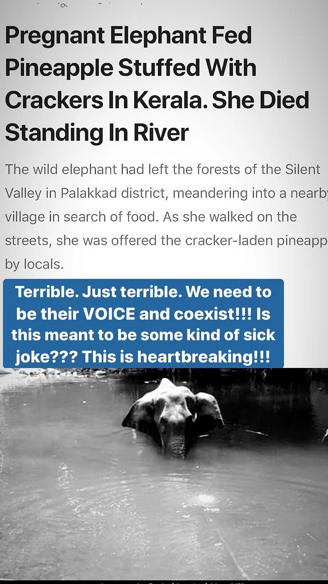 Act Most Inhumane: Anushka, Alia on Kerala Elephant’s Killing