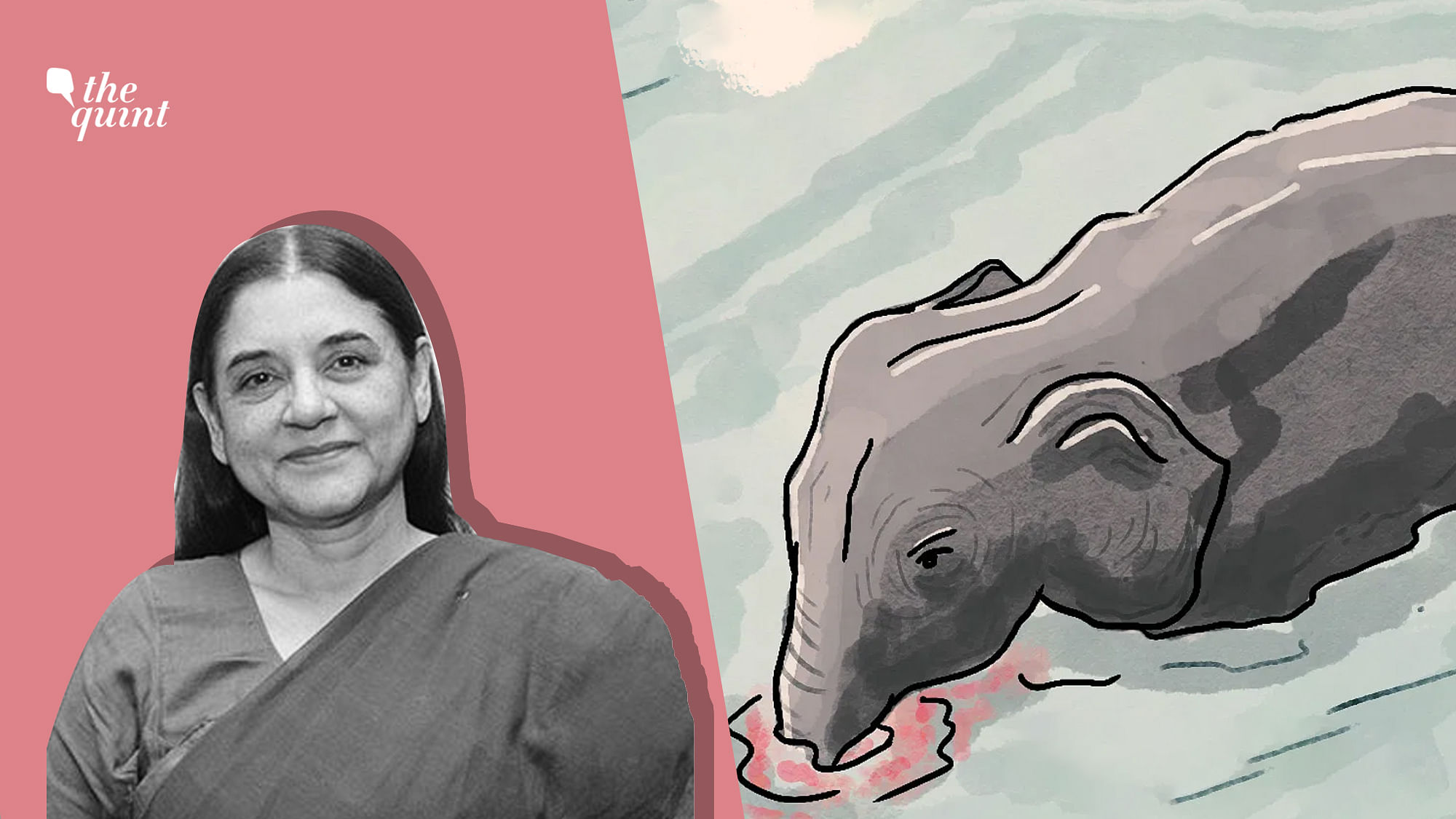 Maneka Gandhi has wrongly blamed Malappuram for the death of a pregnant elephant in Palakkad