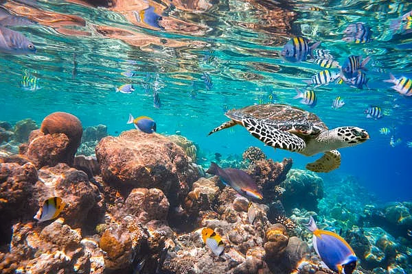 Maldives Indian Ocean coral reef.
