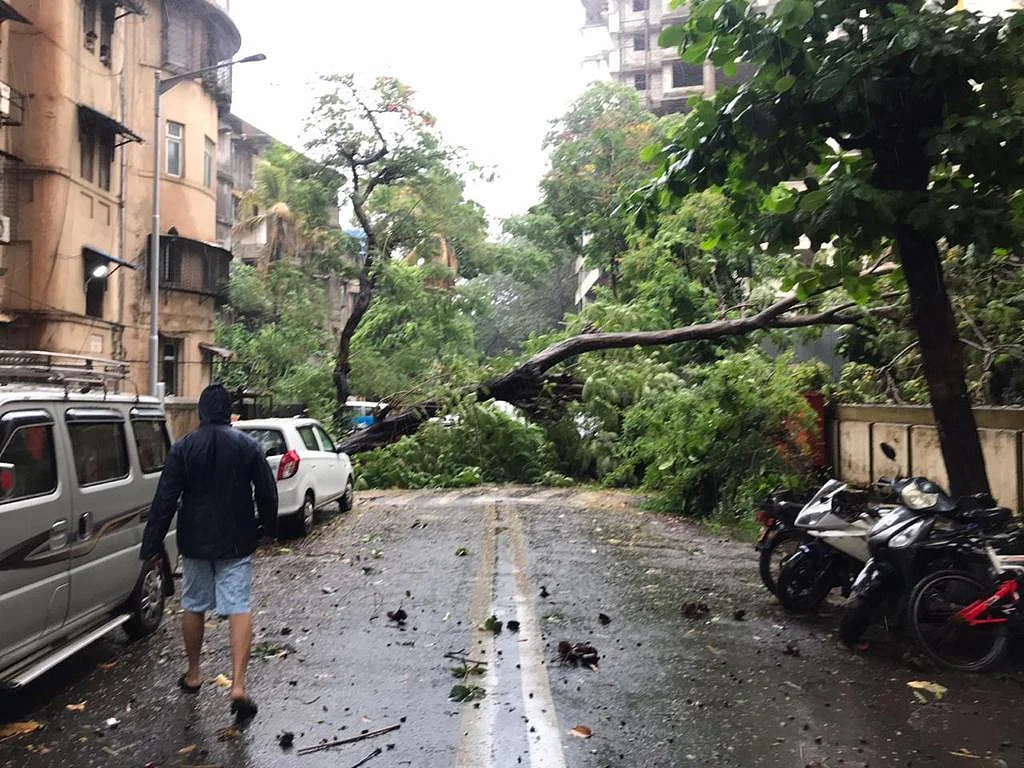 A tree uprooted as Cyclone Nisarga hit Mumbai. 
