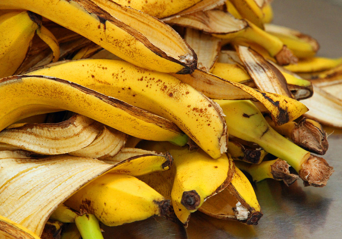 Banana: The Plant With A Thousand Uses
