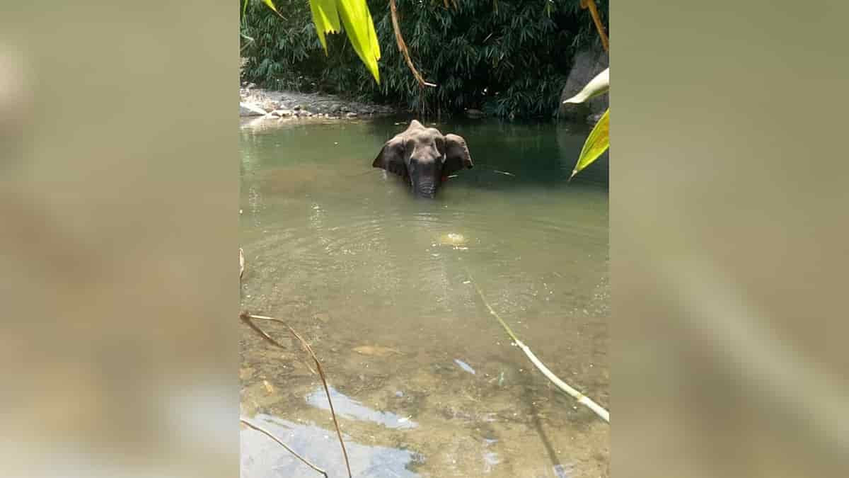 Second Elephant Death In Kerala Crackers The Likely Cause Report